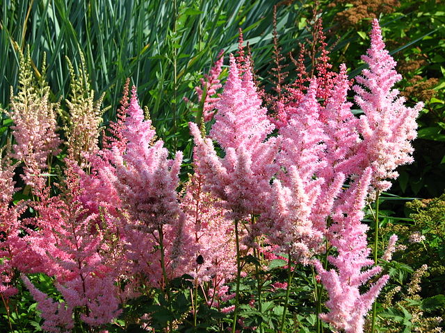 Image of pink Astilbe flowers. They kind of look like fluffy pink pinecones. 