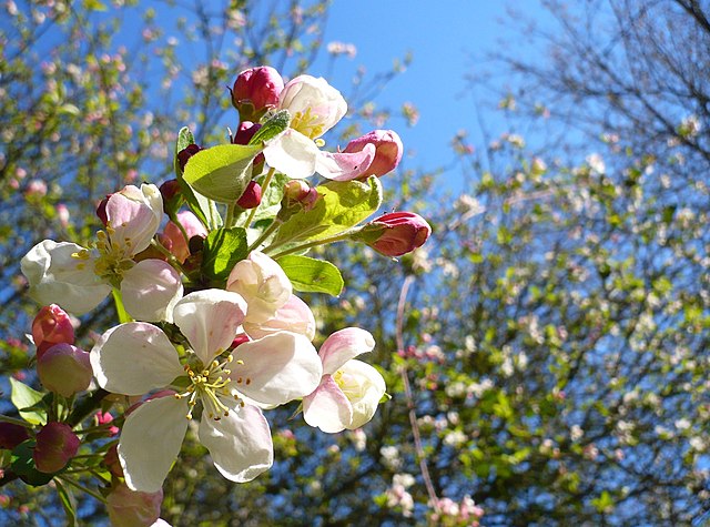 Close-up image of a crab apple tree bloom with white flowers and red apples