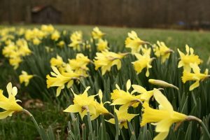 Image of a field of yellow daffodils