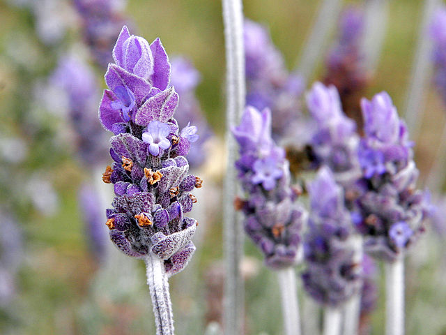 Image of English Lavender, a tall, spindly plant with purple flowers atop