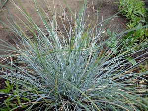 Image of Blue Fescue, a blue-grey, porcupine-like ornamental grass.