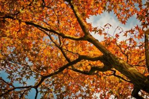 Image of a maple tree in the fall with red leavees looking up to the sky