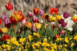 A row of multicolored tulips in bloom